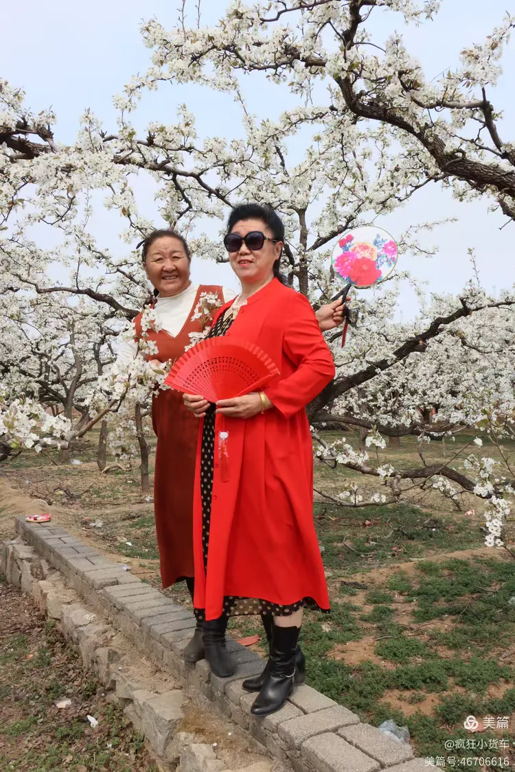 2025年4月7日正明山梨花